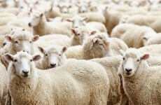 Up to 50 sheep killed by dogs in Co Roscommon