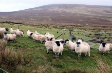 United Arab Emirates market opens to Irish sheep meat