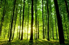 Coillte exports reach 'record number' of countries in 2012