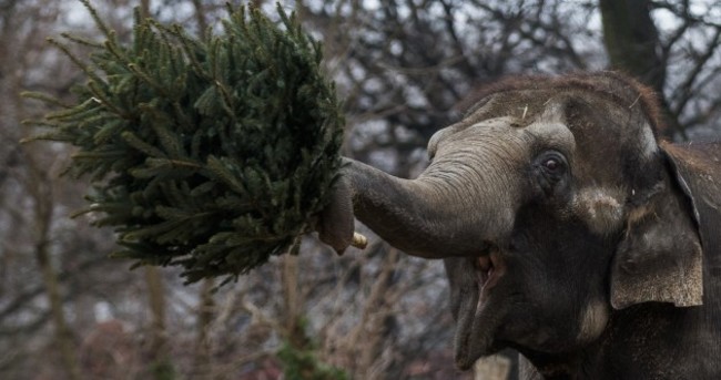 Not sure what to do with the Christmas tree? Feed it to an elephant