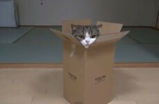 It's almost the weekend... here's a video of one cat and his box