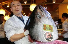 Giant tuna sells for record €1.3 million in Japan