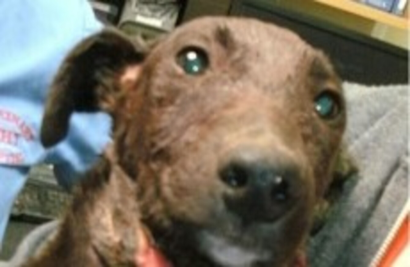 Lurcher puppy has throat slashed in brutal attack · TheJournal.ie