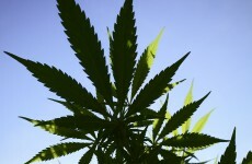 Two charged over cannabis seizure at Dublin house