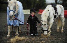 Increase in numbers of horses, ponies and foals abandoned in 2012