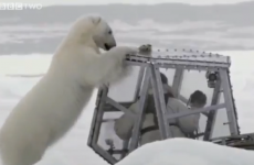 WATCH: Hungry polar bear meets man in Perspex box