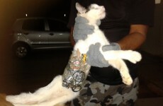 PIC: Inmate smuggles contraband into jail... on a cat