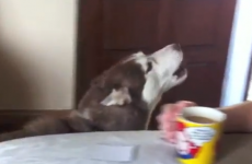 "Ah lads the place is a f***in' mess" - House proud husky loses it