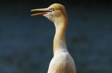 Vagrant birds flocking to Ireland as temperatures rise