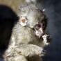 Japanese Macaques enjoy a hot bath during cold snap