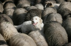 Sheep farmers call for microchipping of dogs following ‘distressing attacks’
