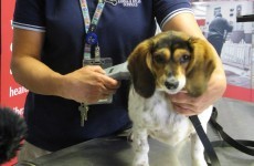 Poll: Should microchipping for dogs be compulsory?