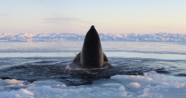 PICS: Killer whales trapped in sea ice