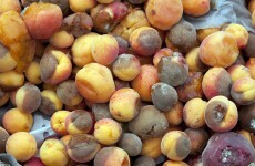 Why half of the world's food goes to waste