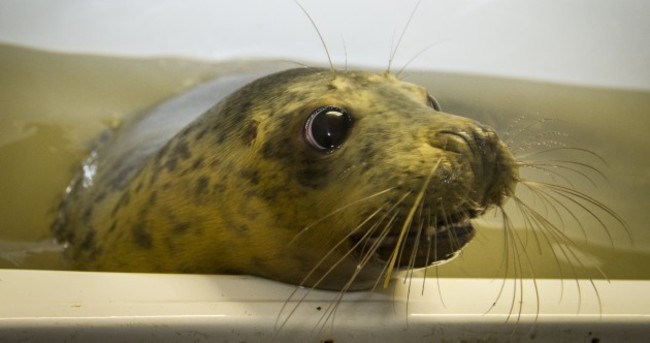 Rosie the Seal to return to the sea