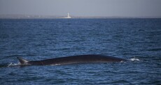 First whales of the year spotted off Wexford coast