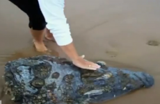 VIDEO: Giant crocodile head washes up on beach