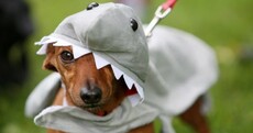 7 dogs and cats humiliated on National Dress Up Your Pet Day