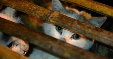 Hundreds of abandoned cats saved after China truck accident