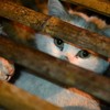 Hundreds of abandoned cats saved after China truck accident