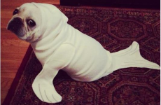 This dog isn't sure about being dressed as a seal (pics and video)