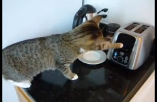It's Tuesday, so here's some cats getting into scrapes