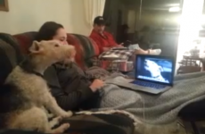 These dogs miss each other, so they're on Skype