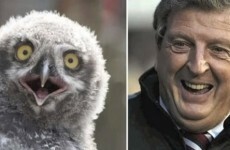 VIDEO: More owls that look like England manager Roy Hodgson