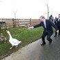 Enda Kenny Chasing Geese While People Laugh Pic of the Day