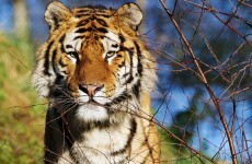 Dublin Zoo welcomes two-year-old, rare tiger