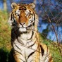 Dublin Zoo welcomes two-year-old, rare tiger