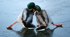 The week in photos: Help