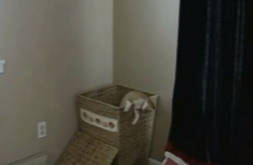 VIDEO: This cat wants to wash your pants for you