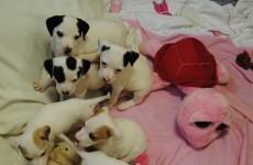 25 puppies surrendered to Dogs Trust in 6 days