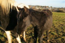 Call for centralised database as starving horses abandoned