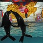 Sea Lions Inexplicably Getting Married Pic of the Day