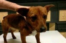 'Lady' - the DART dog - now has a place to call home