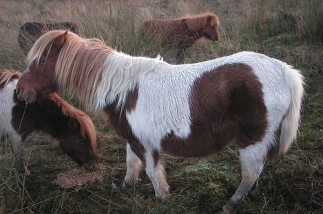 The four ponies rescued by the ISPCA