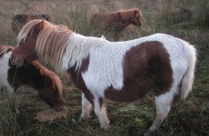 Four ponies rescued as ISPCA gets record no of equine distress calls