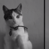 Watch: The five cat videos shortlisted for the Catdance Film Festival