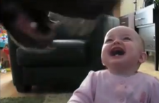 VIDEO: Baby watching dog eating popcorn, and bloody loving it