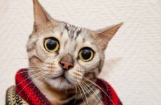 Call to rid New Zealand of cats to protect native wildlife