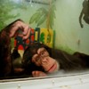 Research chimpanzees to be 'retired' in the US