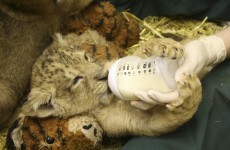 Good morning, here is a lion cub holding a bottle