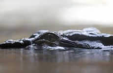 Thousands of crocodiles on the loose after escape from SA farm