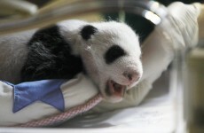 It's #ShareASmile week so here are some things to make you smile