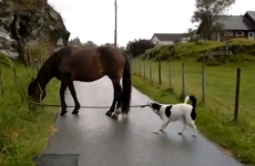 This? Just a dog, taking a horse for a walk