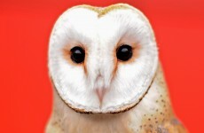 15 people who've already made that insufferable 'Superb Owl' joke