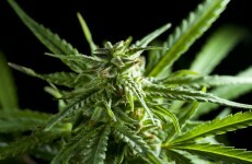 Two men in their 60s arrested over cannabis find