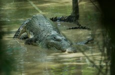 South Africa tries to capture 15,000 runaway crocodiles